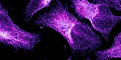 Purple cellular image supplied by Precigenetics and featured in Drug Discovery News.
