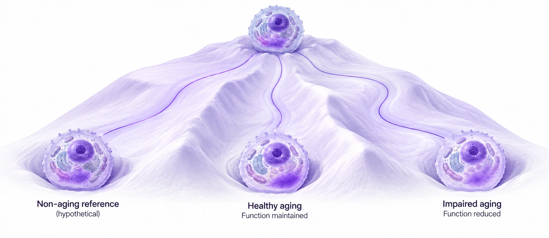 One starting cell branches toward a hypothetical non-aging reference, healthy aging with function maintained, and impaired aging with function reduced.