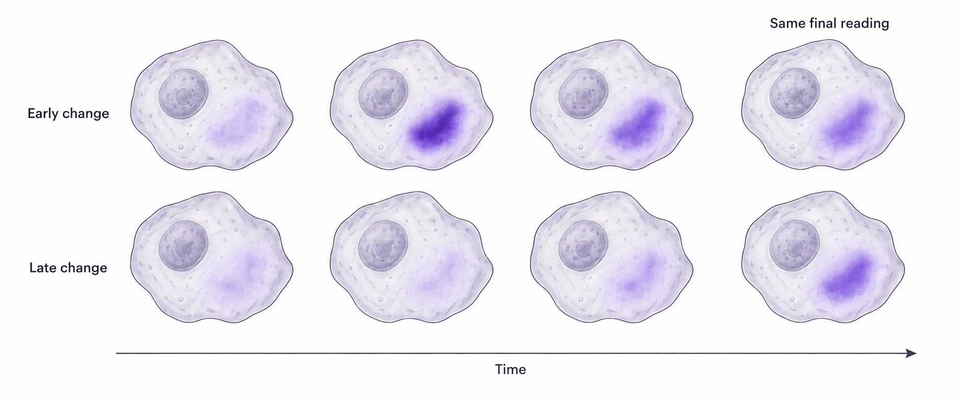 Two illustrated cell histories change at different times but reach the same final measured feature.