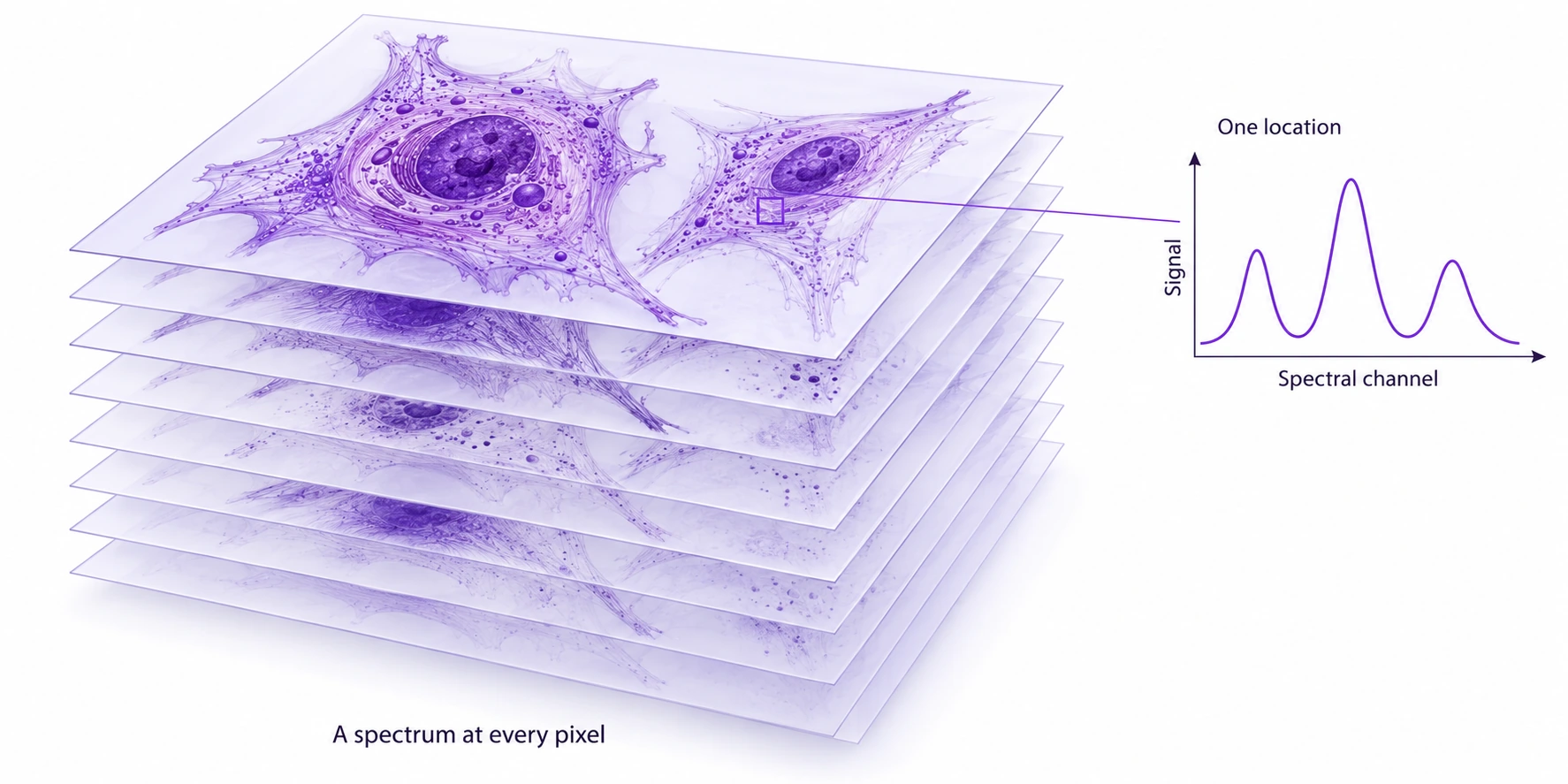 Aligned spectral image planes of two cells, with one selected location connected to an illustrative spectrum.